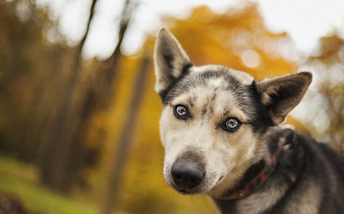 Image white and black siberian husky