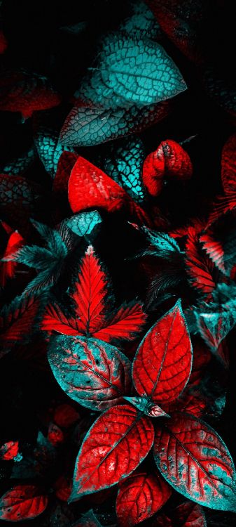 Feuille, Sciences, Biologie, Red, Art. Wallpaper in 1080x2400 Resolution
