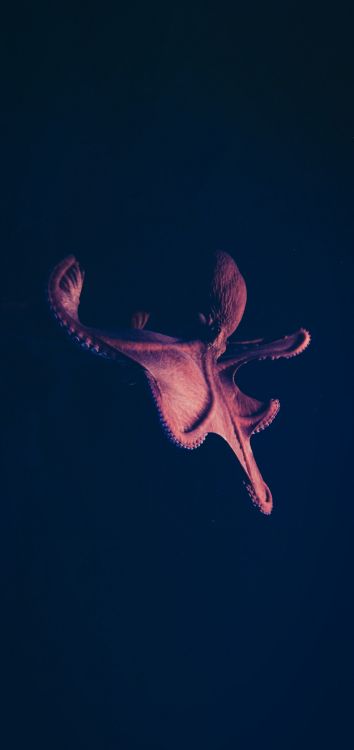 Biología Marina, Arte, Evento, Magenta, Artes Escénicas. Wallpaper in 1419x3000 Resolution