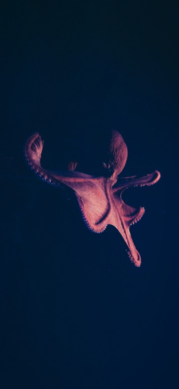 Image darkness, marine biology, electric blue, art, event