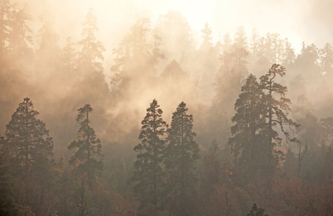 Arbres Verts Sous un Ciel Blanc Pendant la Journée. Wallpaper in 7000x4546 Resolution