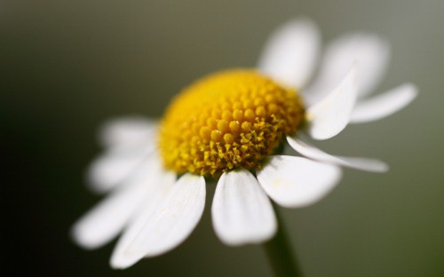 Image white daisy in bloom in close up photography