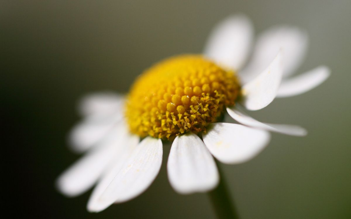 white daisy in bloom in close up photography