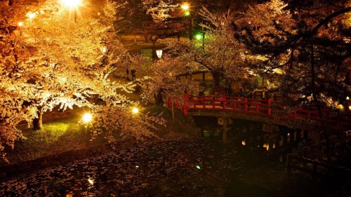 Image green trees with string lights during night time