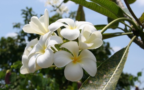 Image white and yellow flowers on brown wooden surface