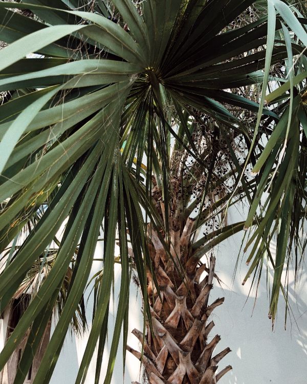 Borassus Flabellifer, Pflanzen, Babassu, Dattelpalme, Vegetation. Wallpaper in 3024x3780 Resolution
