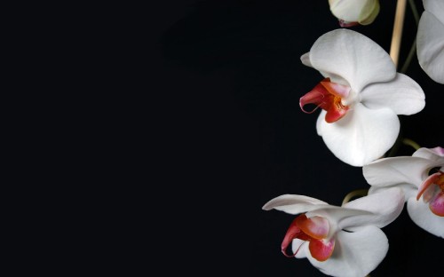 Image white and red flower in close up photography