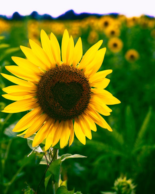 yellow sunflower in close up photography