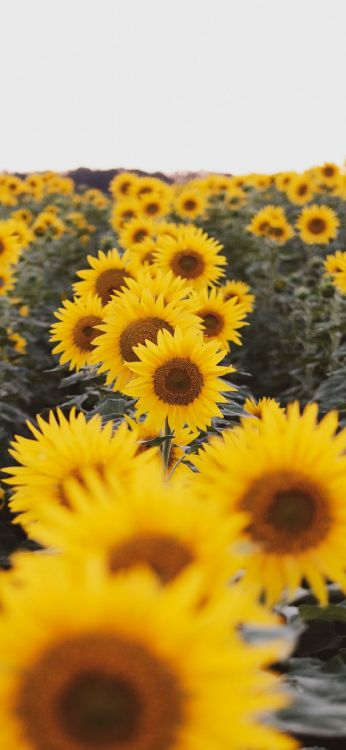 黄色的, 烹饪, 向日葵, 农业, 显花植物 壁纸 1080x2340 允许