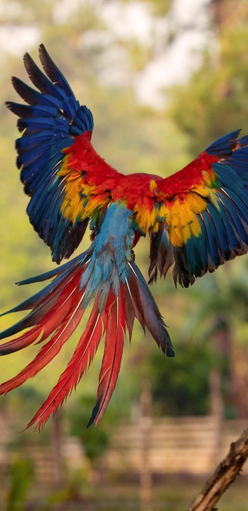 Image blue red and yellow macaw