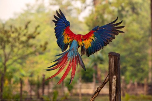 Image blue red and yellow macaw