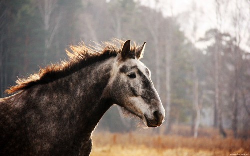 Image black and white horse on brown grass field during daytime