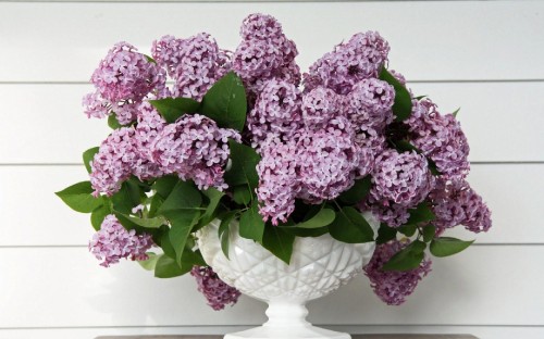 Image purple flowers on white ceramic vase