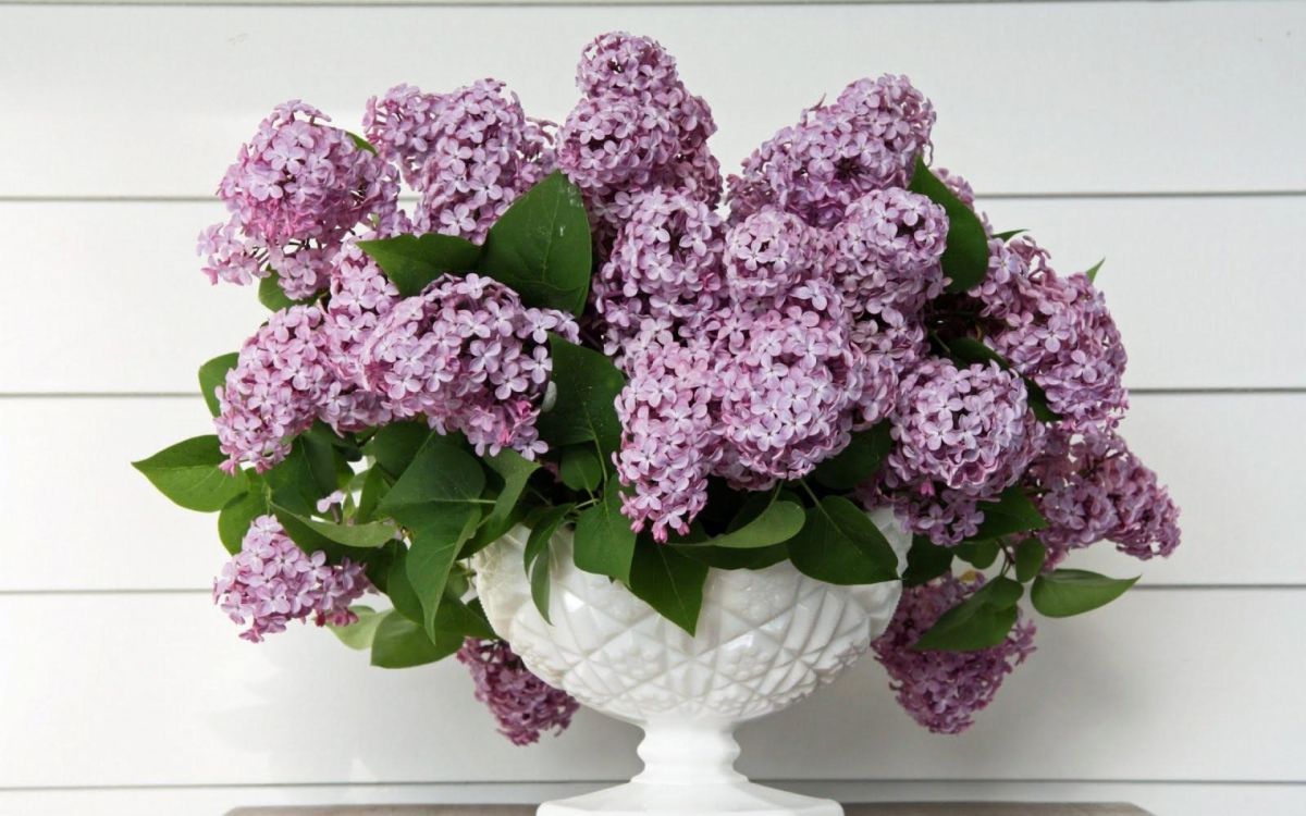 purple flowers on white ceramic vase