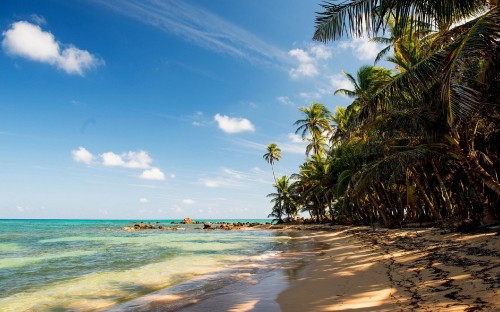 Image green palm tree near sea under blue sky during daytime