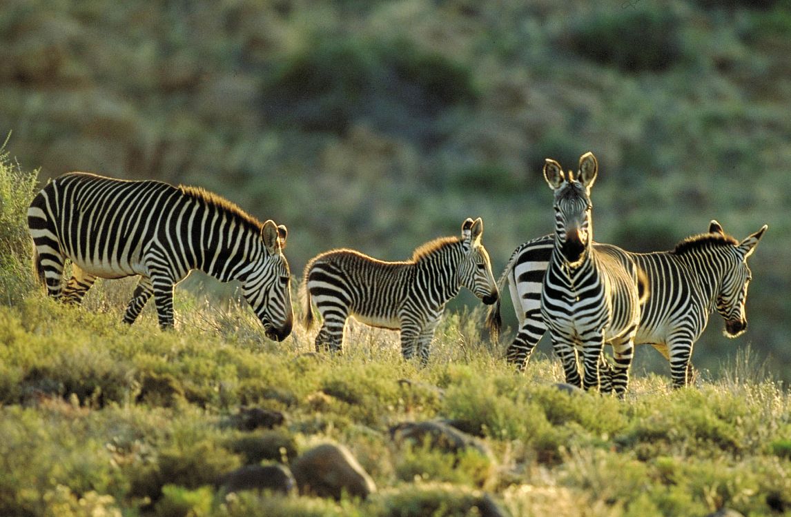 斑马, 自然保护区, 野生动物, 陆地动物, 荒野 壁纸 2068x1353 允许