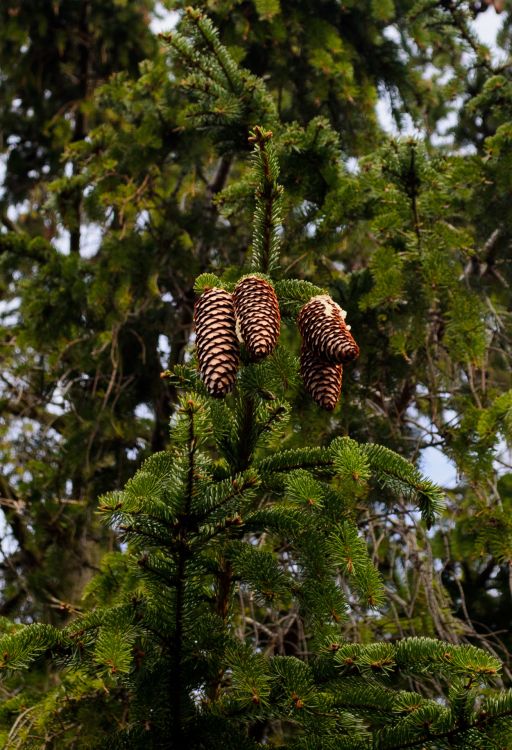 brown and black zebra plush toy on green tree