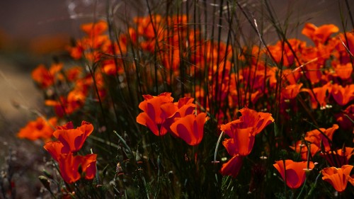 Image red flowers in tilt shift lens