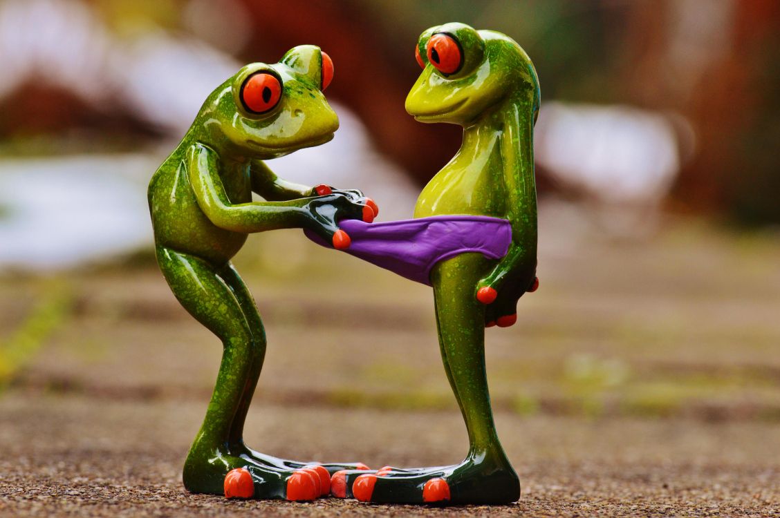 Funny Frogs, Frogs, Amphibians, Humour, Cuteness. Wallpaper in 6016x4000 Resolution