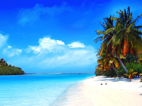 Image green palm trees on white sand beach during daytime