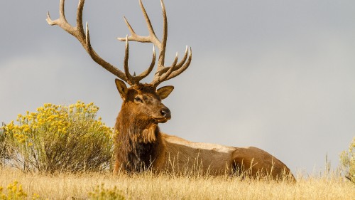 Image brown deer on brown grass field under white clouds during daytime