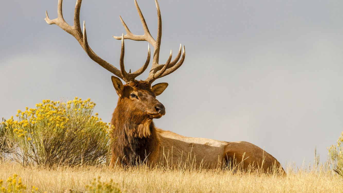 brown deer on brown grass field under white clouds during daytime