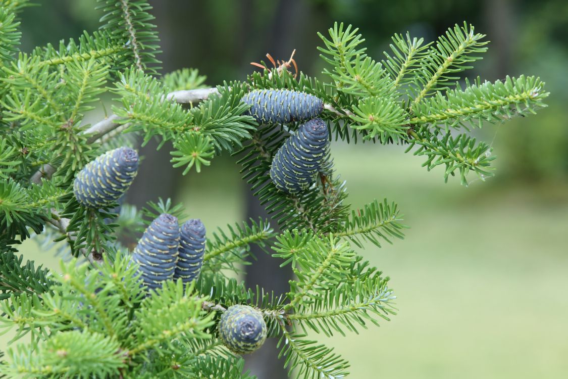 Grüner Tannenzapfen Auf Grüner Pflanze. Wallpaper in 5760x3840 Resolution