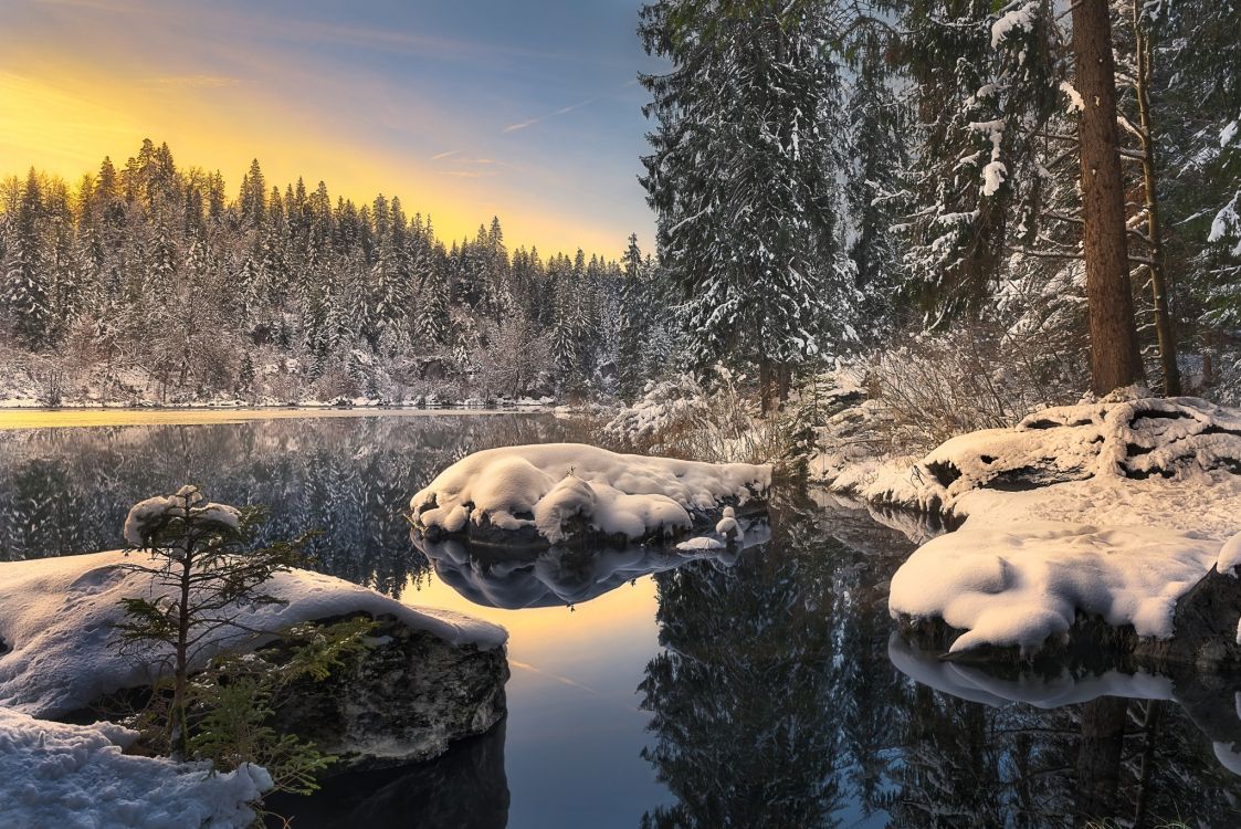 snow covered trees beside river during daytime