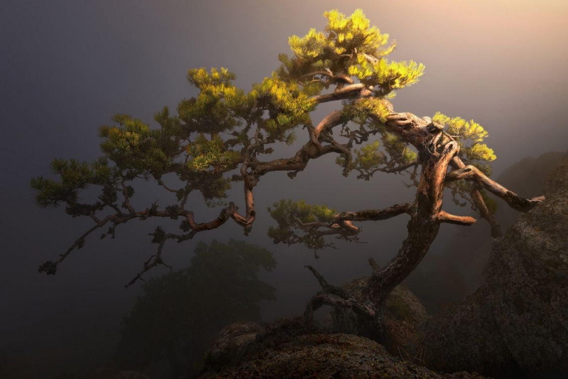 Gelber Und Grüner Baum Auf Braunem Felsen. Wallpaper in 1920x1281 Resolution