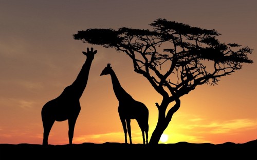 Image silhouette of giraffe and bare trees during sunset