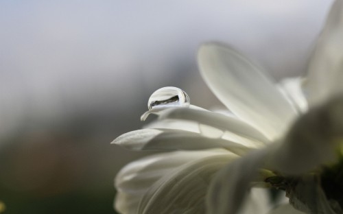 Image white flower in macro lens