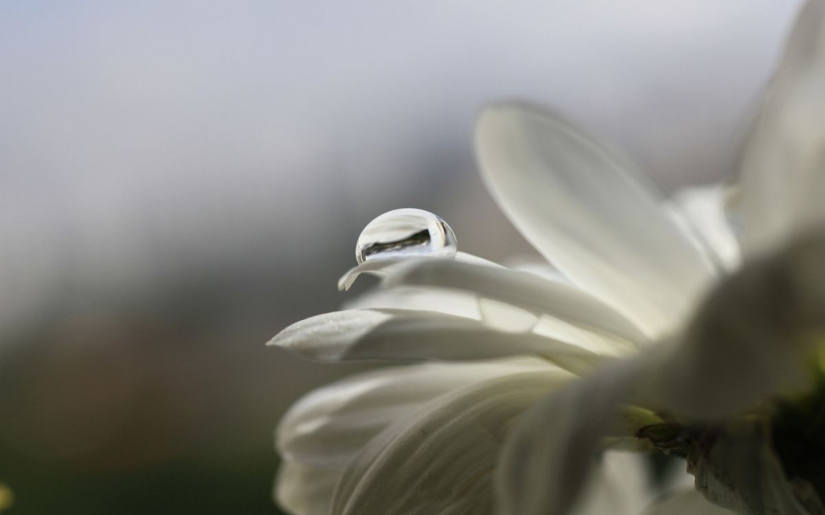 white flower in macro lens