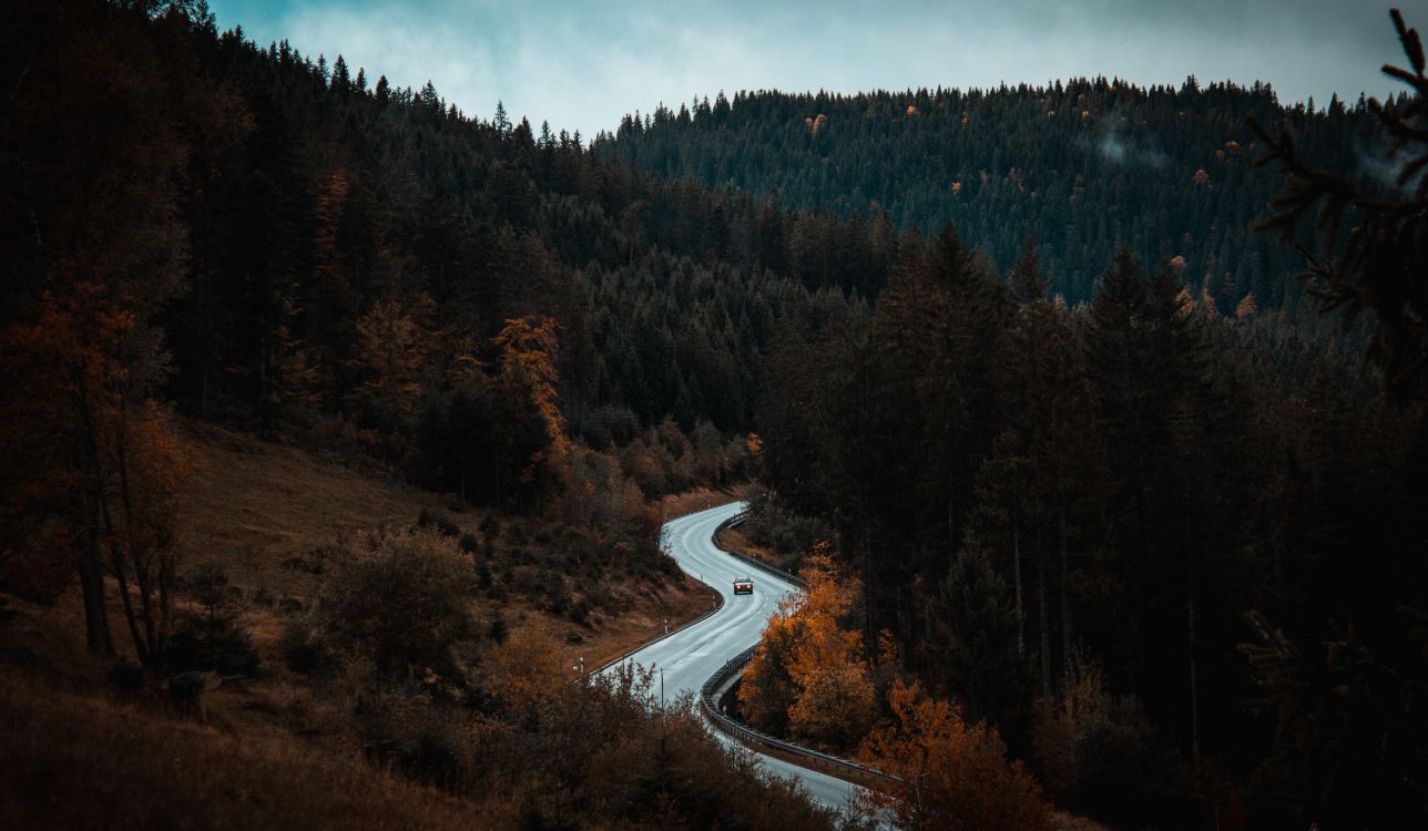 road in the middle of trees