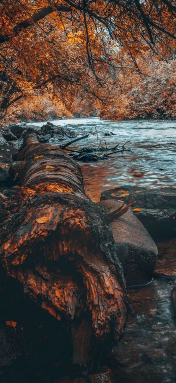 Smartphone, Naturaleza, Android, Teléfono, Morena. Wallpaper in 591x1280 Resolution