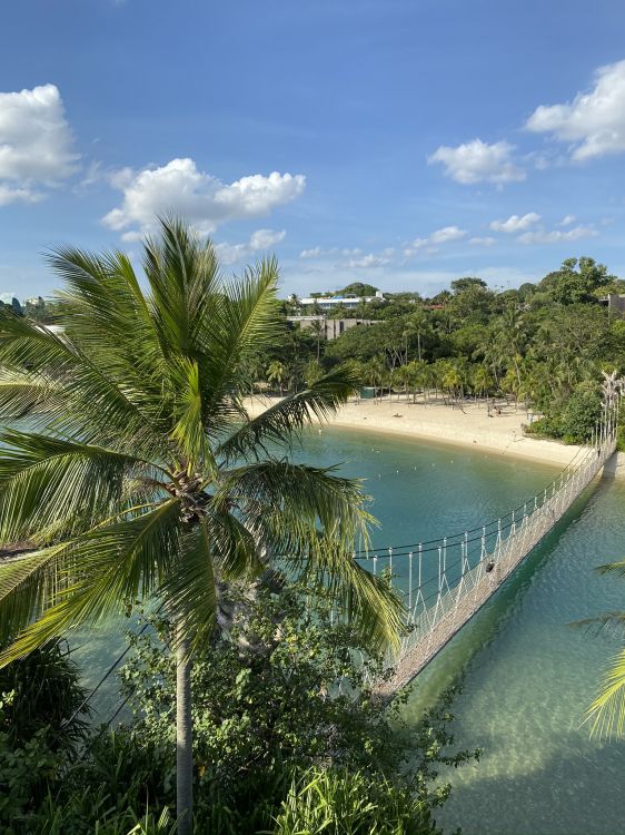 Végétation, Palmier, Eau, Biologie, Corps de L'eau. Wallpaper in 1536x2048 Resolution