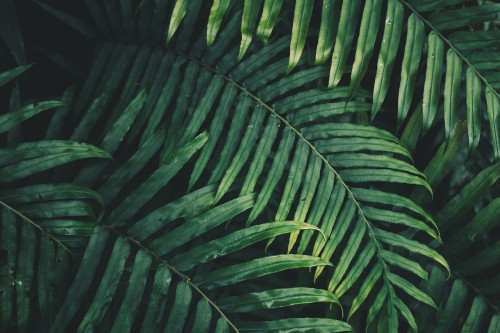 Image leaf, palm trees, fern, branch, vegetation