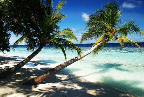 Image coconut tree near sea during daytime