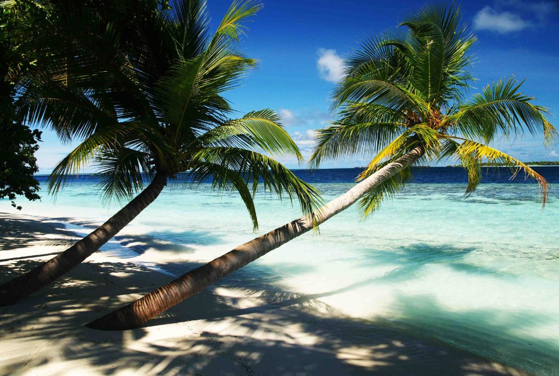 coconut tree near sea during daytime