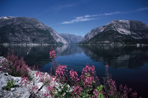 Image pink flowers near lake and mountains during daytime