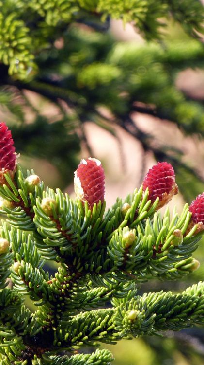 red fruit on green plant