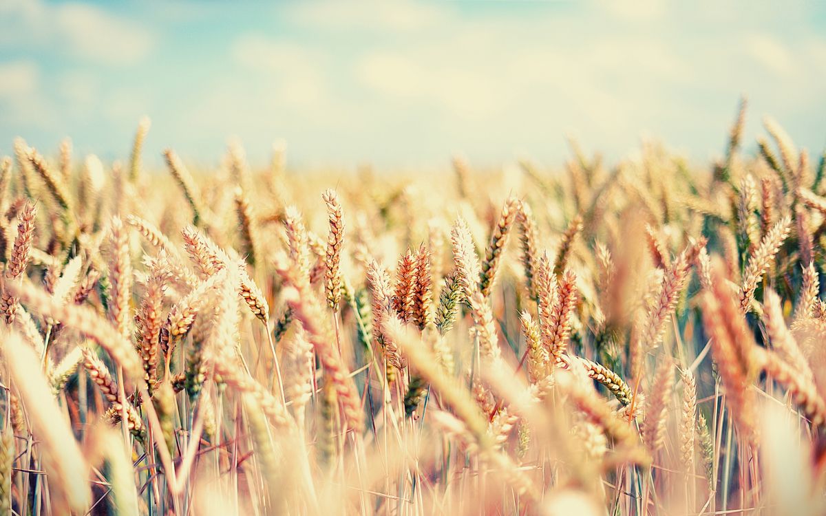 Braunes Weizenfeld Tagsüber Wheat. Wallpaper in 1920x1200 Resolution