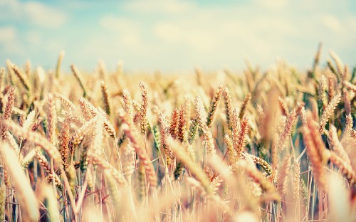 Image brown wheat field during daytime