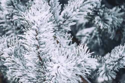 Image winter, snow, Columbian spruce, Balsam fir, White pine