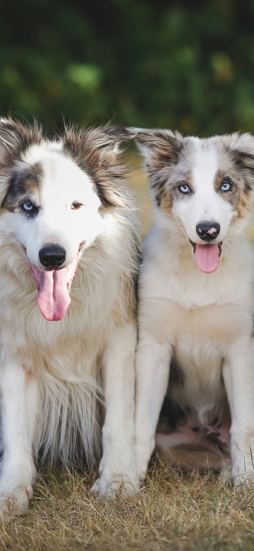 Image white and black border collie mix puppy