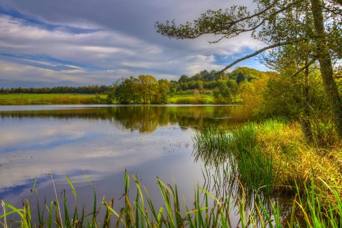 Image green grass near lake under blue sky during daytime