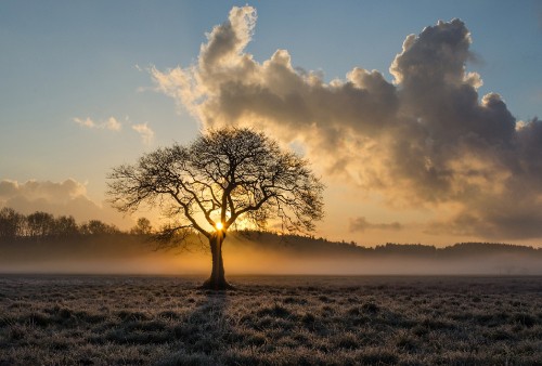 Image leafless tree on grass field during sunset