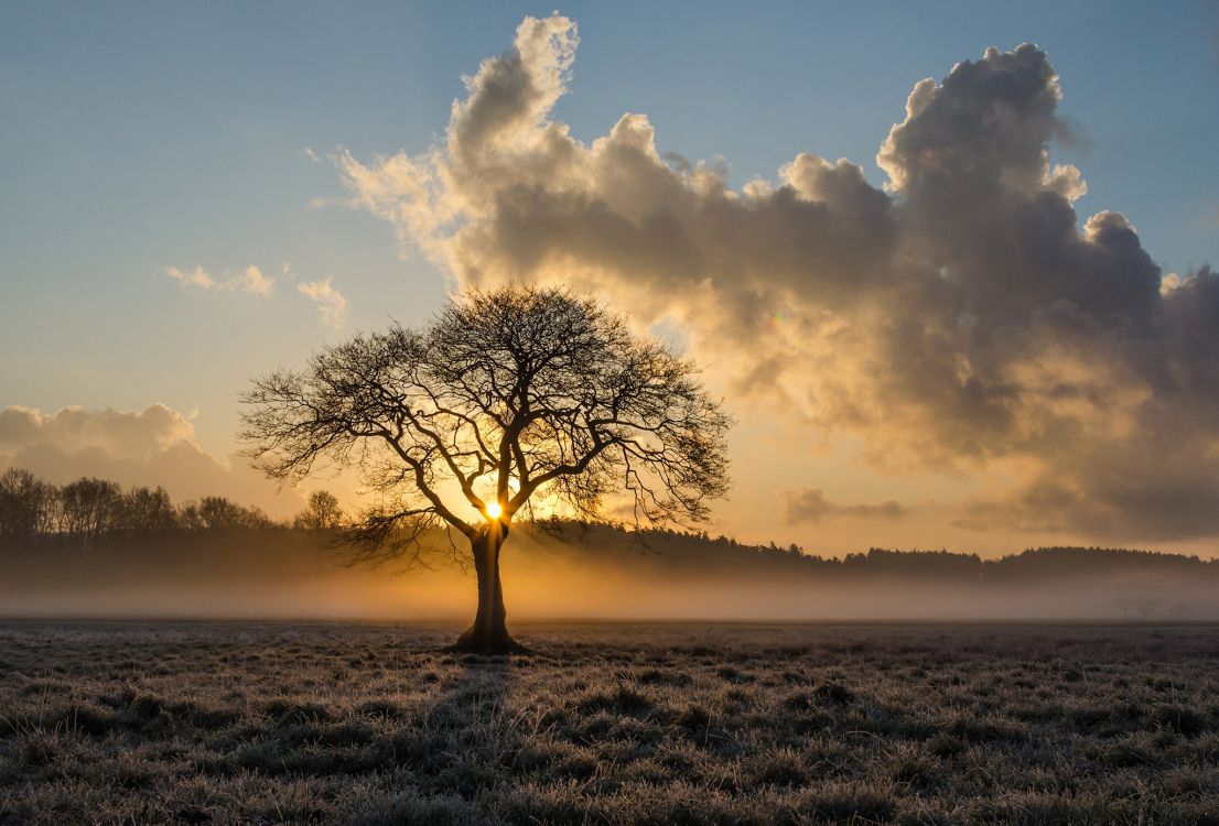 leafless tree on grass field during sunset