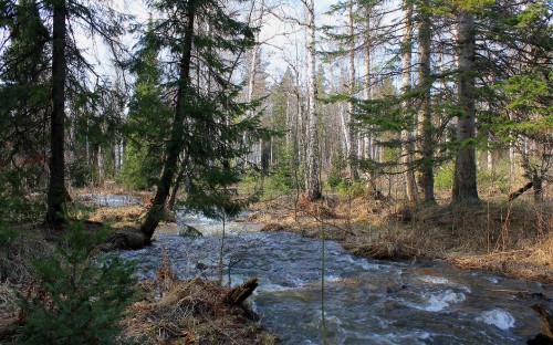 Image brown trees near river during daytime