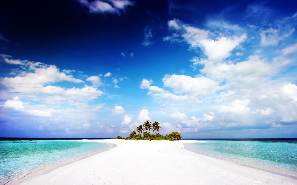 Arbres Verts Sur la Plage de Sable Blanc Sous Ciel Bleu Pendant la Journée. Wallpaper in 2560x1600 Resolution