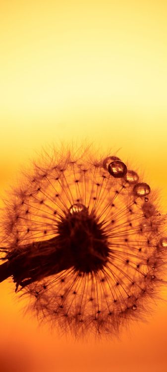 Fermer, la Floraison de la Plante, Pétale, Orange, de Teintes et de Nuances. Wallpaper in 1080x2400 Resolution